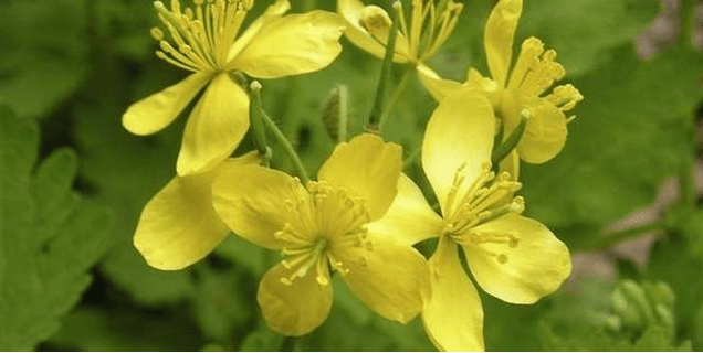 celandine