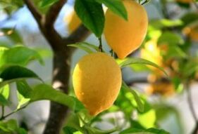 lemon for foot fungus